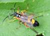 Diphyus quadripunctorius